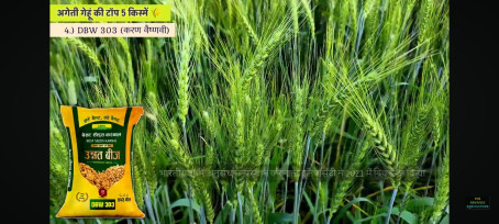 Anil Jbc Ji, 25, India