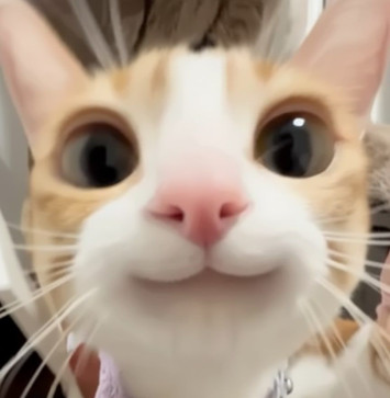 XxKittenxx, 20, Egypt