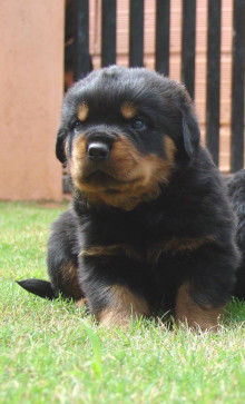 Manu Dolly, 22, India