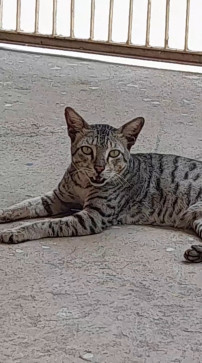 Jack Jena, 22, India