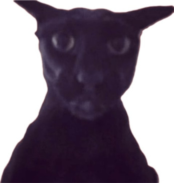 LARRY THE BLACK CAT, 20, Egypt