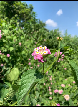 Romit Khan, 26, India