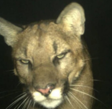 Cropcrop, 18, United States