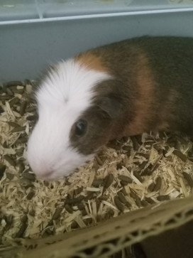 Captain Dumbass, 18, United States