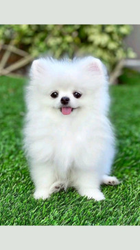 Liejay Namla, 18, Philippines