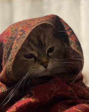 Bahbouha, 23, Tunisia