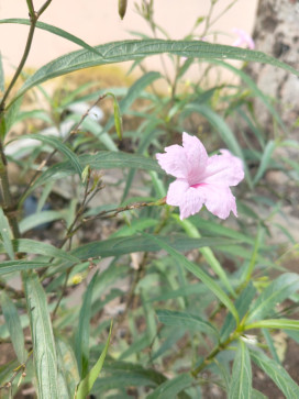 Piyush Kapate, 19, India