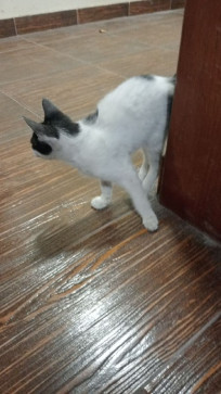 Clariza Sandoval, 25