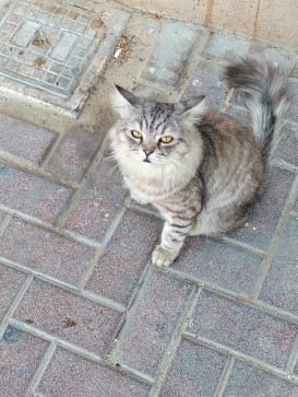 Garfield TheCat