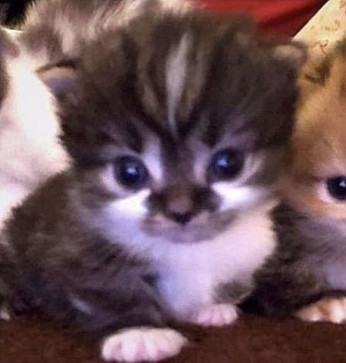 Aliceishere, 19, Sweden