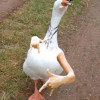 Gigglygoose