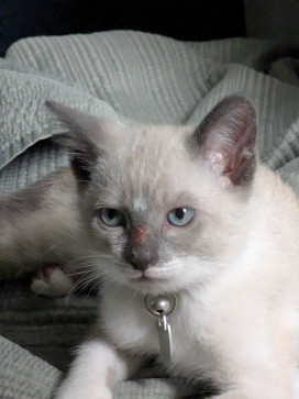 Henry Lopez, 26, United States