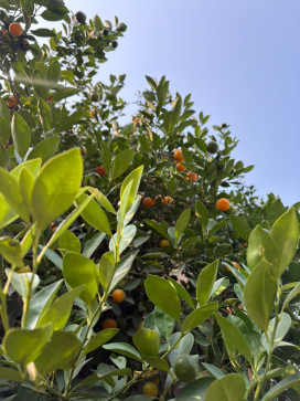 Hazel Grace, 25, India