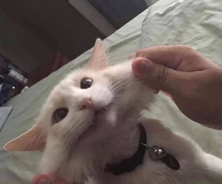 Snebsi Snebs, 18, Finland