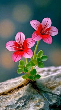 Lyn, 39, Philippines