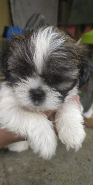 Joyeux, 25, Philippines