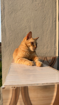 Shahid Mestri, 22, India