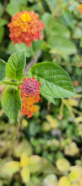 Devil Rajput, 18, India