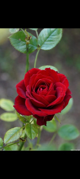 Br MINATO, 18, India