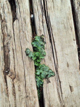 Xeexeecute, 21, India