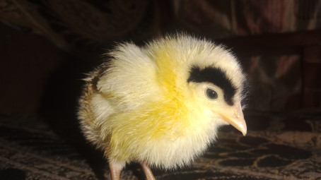 Gaurav Mahajan, 20, India