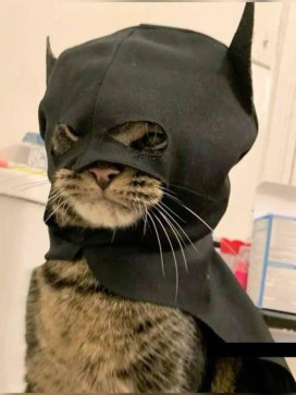 Energy Blaster, 25, India