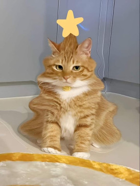 Anh Pham, 25, Viet Nam