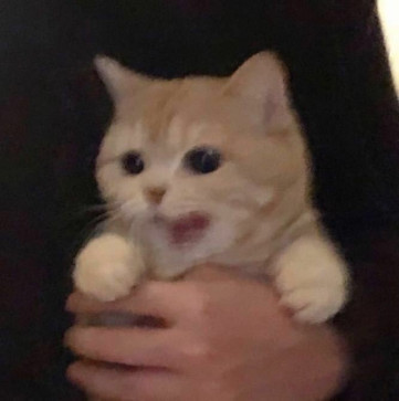 Just Be Normal, 18, Saudi Arabia