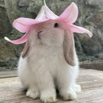 PurrfectlyCute, 99, India