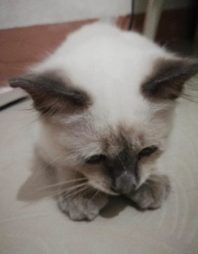 Sera, 22, Philippines