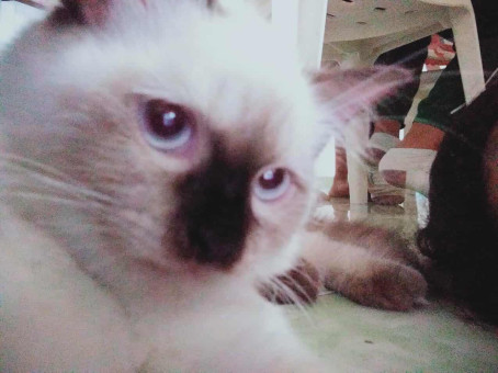 Coldcoffee, 18, Philippines