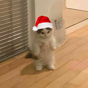 Jj, 18, United States