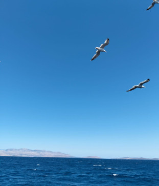 Murad, 18, Azerbaijan