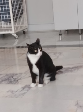 Cody Ibbs, 18, United Kingdom