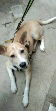 Shayne Marie Flores, 39, Philippines