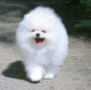 Nafahob898wwlmailc, 18, India