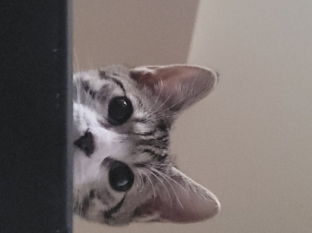 ChillDude, 18, United States