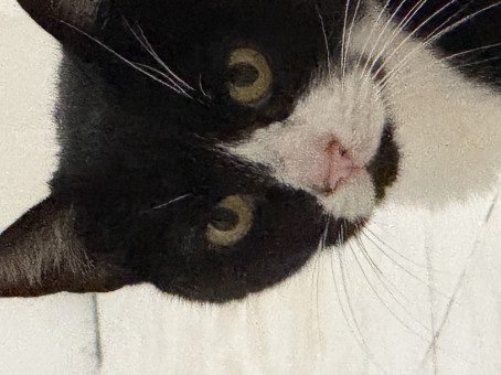 Ome Ome, 18, Montenegro