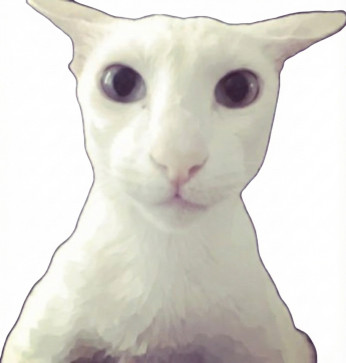 LARRY THE WHITE CAT, 20, Egypt