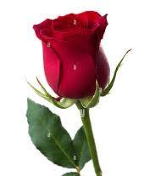 Ritesh026, 26, India