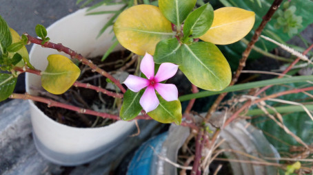 Rohan Pandey, 18, India