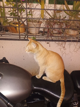 Right Wings, 24, India