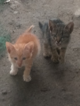 Stressed Potato, 29, Philippines