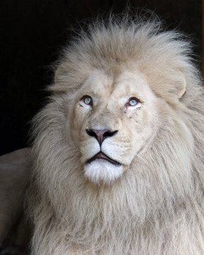 Salvador Villalon, 45, Mexico