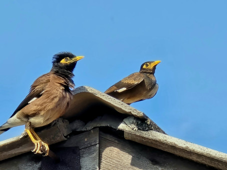 Jango Fatt, 23, Malaysia