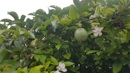 Nelly, 40, South Africa