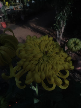 Dukekkkkk, 21, India