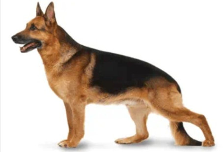 Kashif Raza, 18, Kuwait