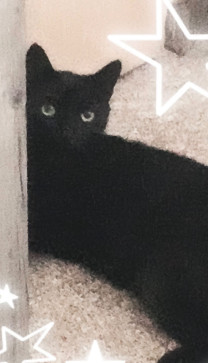 Scenenyancat Cat, 18, Austria