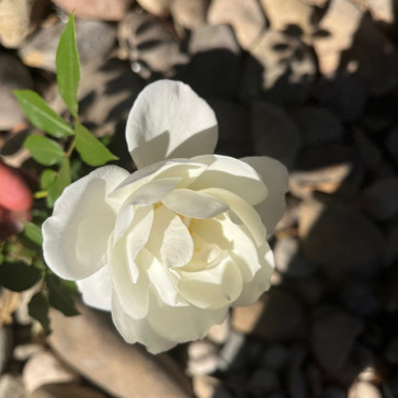 Like Older Man, 38, United States